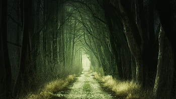 Dirt road, dark, forest, nature HD wallpaper