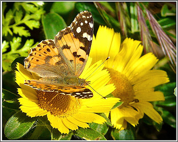 Tortoise shell, white, black, yellow, flower, gold, butterly HD wallpaper