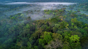 Largest rainforests, Live Science HD wallpaper