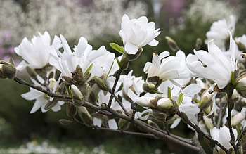 White magnolia, Eye-catching , High-quality, backgrounds HD wallpaper