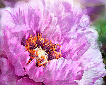 Radiant orchid peony, art, carol cavalaris, spring, pink, painting, pictura, flower, luminos HD wallpaper