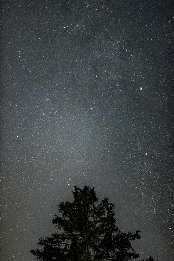 Nature, Stars, Night, Silhouette, Wood, Tree, Starry Sky HD phone wallpaper