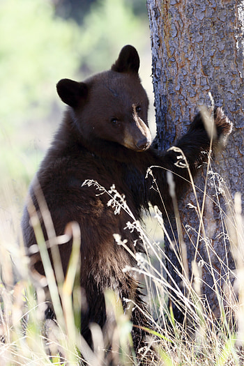 Funny, Animals, Grass, Bear, Predator, Brown Bear HD phone wallpaper