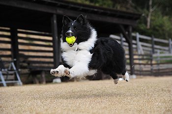 Animals, Dog, Ball, Playful, Bounce, Jump HD wallpaper