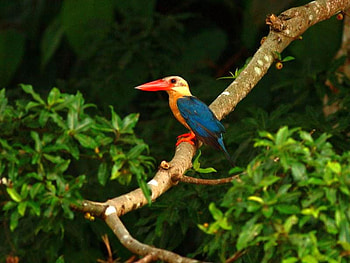 Kingfisher, colors, beautiful HD wallpaper