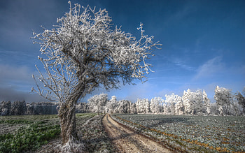 Nature, Grass, Sky, Wood, Road, Tree, Field, Freshness, Hoarfrost, Frost, Gray Hair, Cold, November HD wallpaper