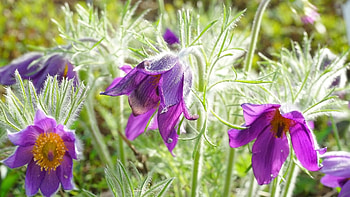 Anemone, purple, nature, flower HD wallpaper