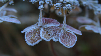 Frozen nature, winter, frost, frozen, , cold, leaves, autumn, nature, leaf, , ice HD wallpaper