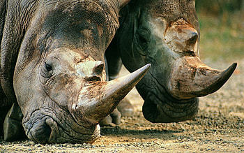 Animals, Food, Muzzle, Rhinos, Horn HD wallpaper