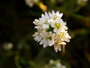 Plants, Flowers HD wallpaper