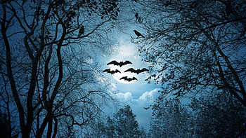Halloween Night, night, full moon, woods, spooky, trees, Halloween, forest, bats, ravens HD wallpaper