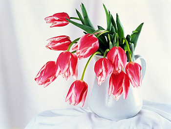 Flower, buds, beauty, nice, delicate, petals, blossoms, nature, flowers, blooms, lovely HD wallpaper