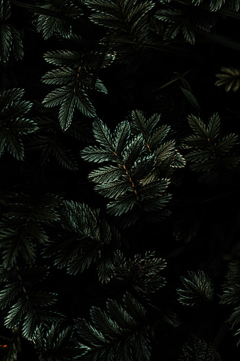 Leaves, branches, dark HD phone wallpaper