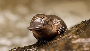 Weird platypus, Australian animal, Unique appearance, Quirky characteristics HD wallpaper
