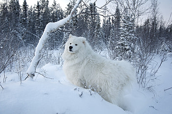 Animals, Winter, Snow, Forest, Dog HD wallpaper