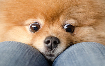 CUTE, de, ab, bc, cd HD wallpaper