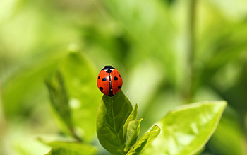 Grass, Background, Macro, Insect, Ladybird, Ladybug, Climb HD wallpaper