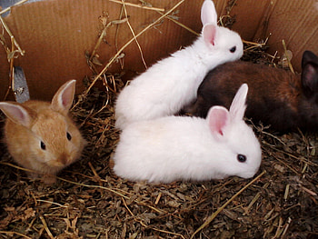 Bunnies, Pet, Rabbits, Bunny HD wallpaper