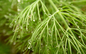 Grass, Drops, Macro, Wet, Dew, Humid HD wallpaper