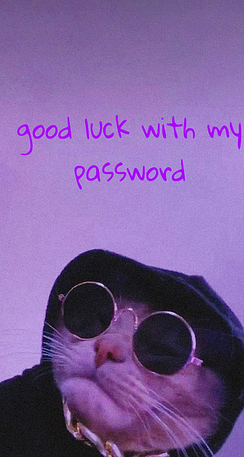 Cool cat, cat, cool HD phone wallpaper