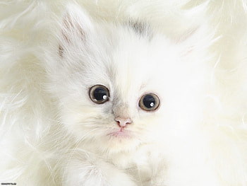 Animals, Cats HD wallpaper