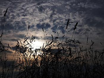 Nature, Grass, Dark, Ears, Spikes HD wallpaper