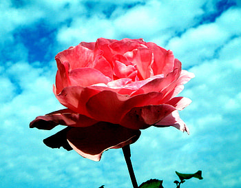 A rose for my friend Jasnas, landscape, colors, jasnas, rose, pink, red, nature, flowers, sky HD wallpaper