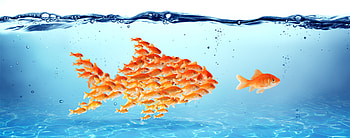 food, fish HD wallpaper