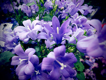 DALMATIAN BELLFLOWERS, purple, garden, flowers, bellflower, Dalmation HD wallpaper
