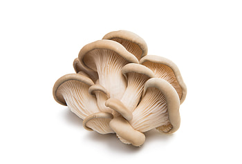 Oyster mushrooms, Harvesting process, Finca El Pilar, Farming techniques HD wallpaper