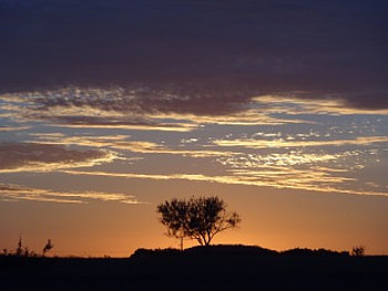 Lone Sunset Tree, clouds, sky, tree, sunset HD wallpaper