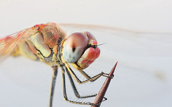 Macro, Eyes, Insect, Paws, Dragonfly HD wallpaper