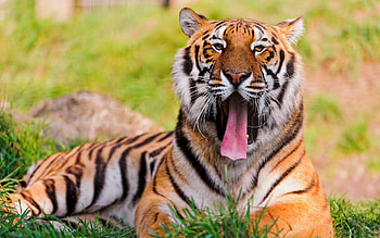 Animals, Grass, Grin, To Lie Down, Lie, Muzzle, Tiger, Anger HD wallpaper