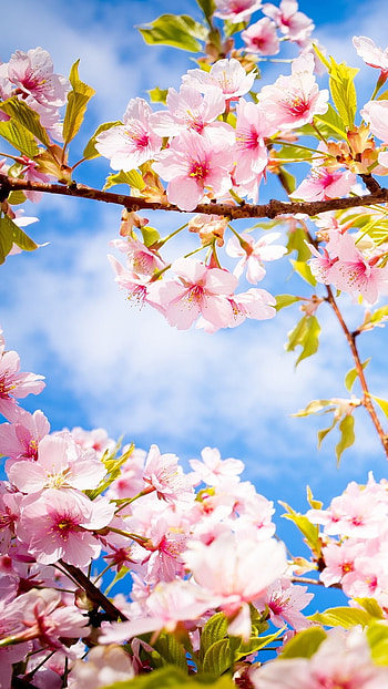 May, Flowers Background HD phone wallpaper