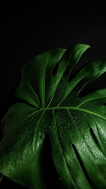 Monstera deliciosa, close up, leaf HD phone wallpaper