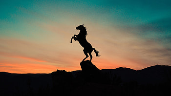 Horse Silhouette HD wallpaper