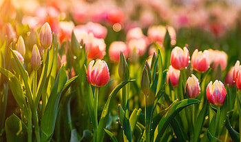 Tulips, morning, plants, sunlight, water drops HD wallpaper