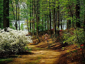 Brighton Azalea Garden, trees, garden, forest, path HD wallpaper
