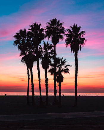Nature, Sky, Beach, Palms, Silhouettes, Shadow HD phone wallpaper