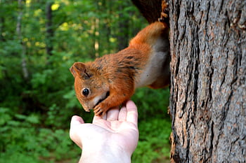A curious squirrel interacts with a hand in a lush forest setting. HD wallpaper