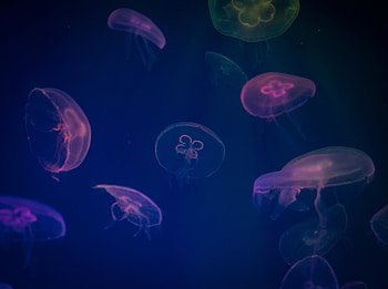 Jellyfish, animals, underwater, digital art, colorful HD wallpaper