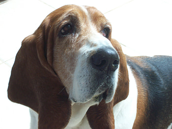 Basset-Hound, cachorro, amigo, lindo HD wallpaper