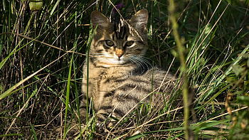Animals, Grass, Kitty, Kitten, To Lie Down, Lie HD wallpaper