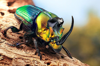 Rainbow Scarab, Insects HD wallpaper