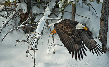 Snow, Animal, Bald Eagle, Eagle, Flying, Winter, Birds HD wallpaper