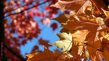 Autumn's Primary Colors IV (2018), golden yellow, sugar maple 1eaves, scarlet, Autumn, tree, 1eaves, Fa11, trees, blue skies, cie1 HD wallpaper