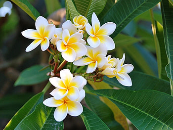 Flowers, Plants HD wallpaper