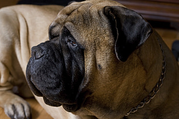 Bullmastiff dog, Protective nature, , Mobile backgrounds HD wallpaper