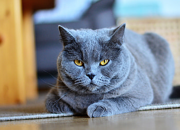 Dark grey, cat, confident HD wallpaper