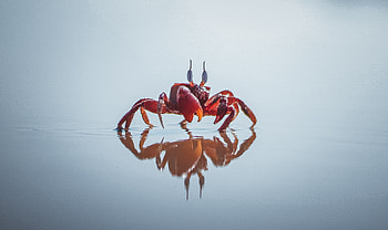 Christmas Island red crab, Crabs HD wallpaper